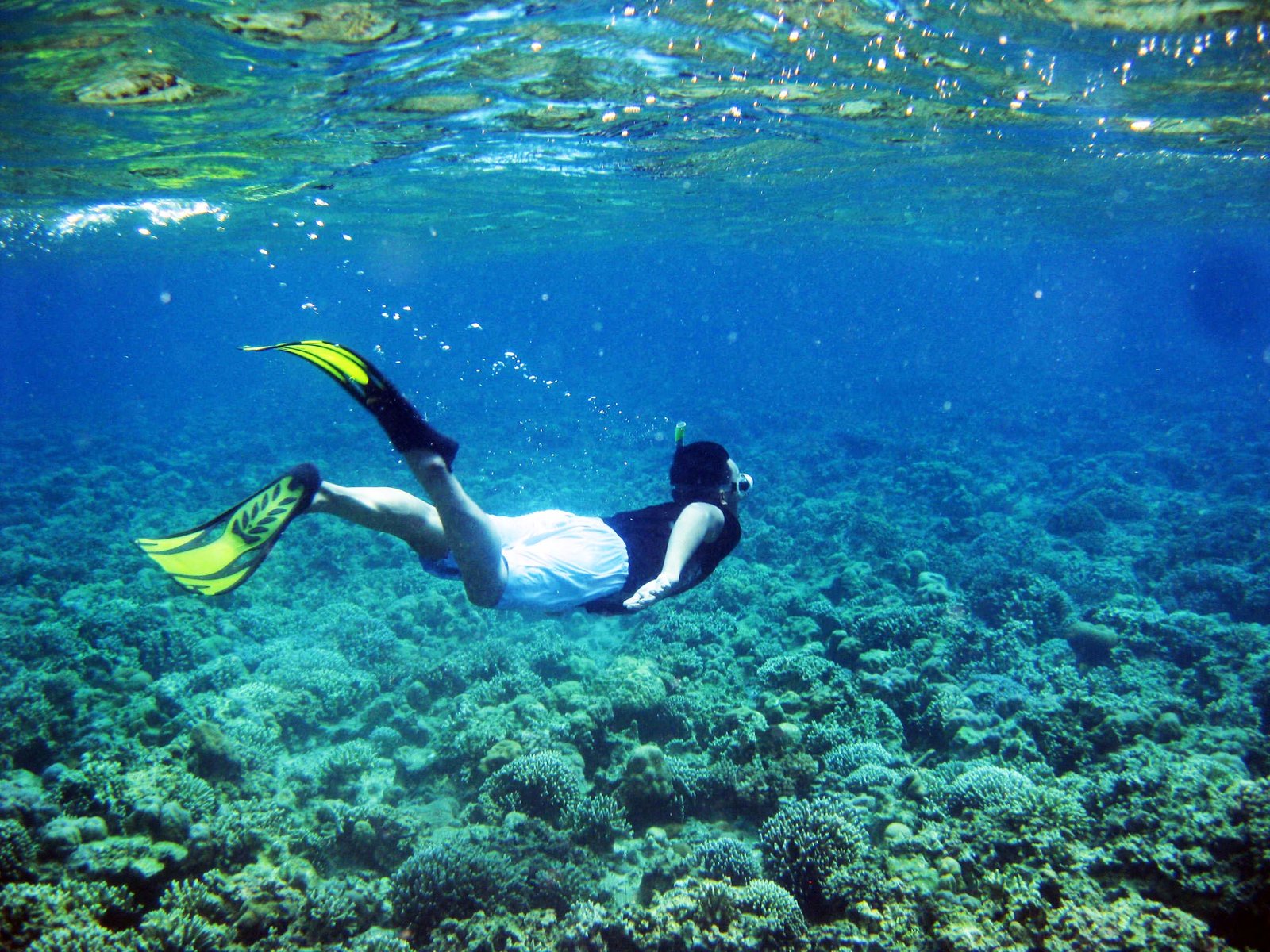 Trip Snorkeling