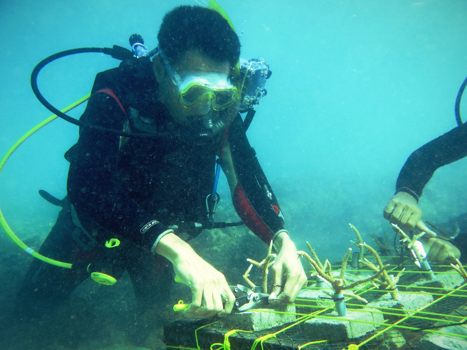 Transplantasi Karang