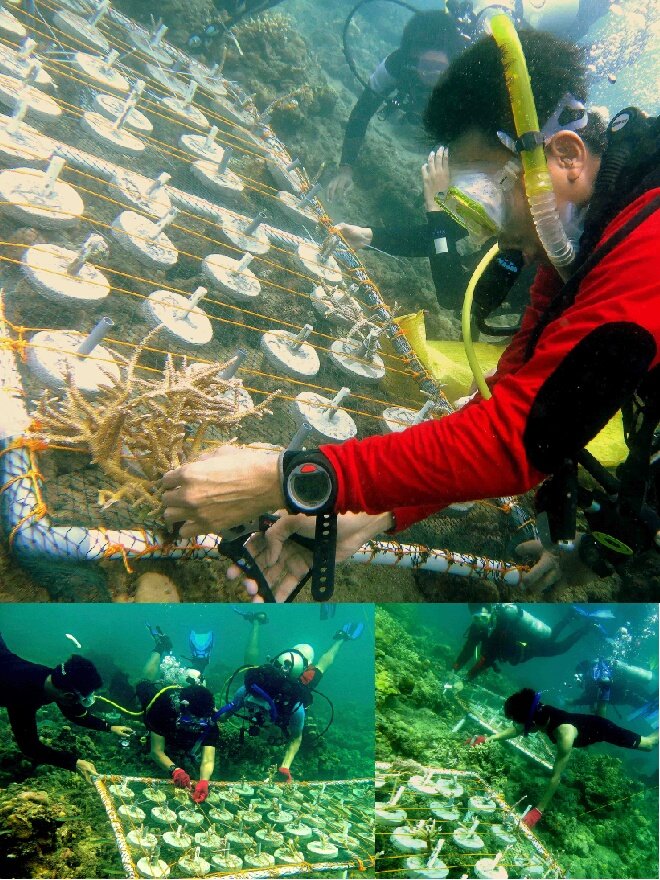 Transplantasi Karang